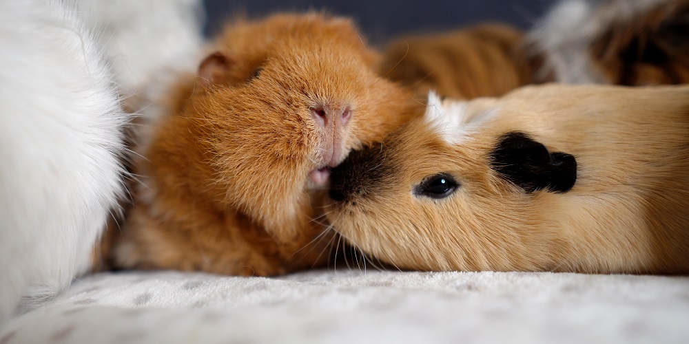 Really cute best sale guinea pigs